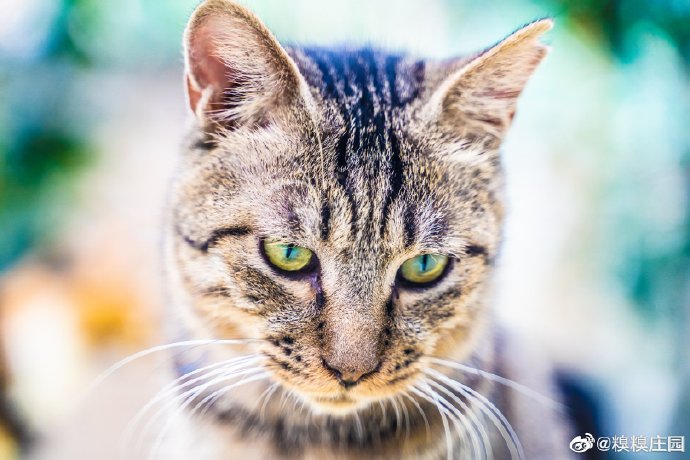 猫图片|宠物猫|猫咪|