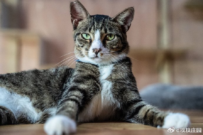 猫图片|宠物猫|猫咪|