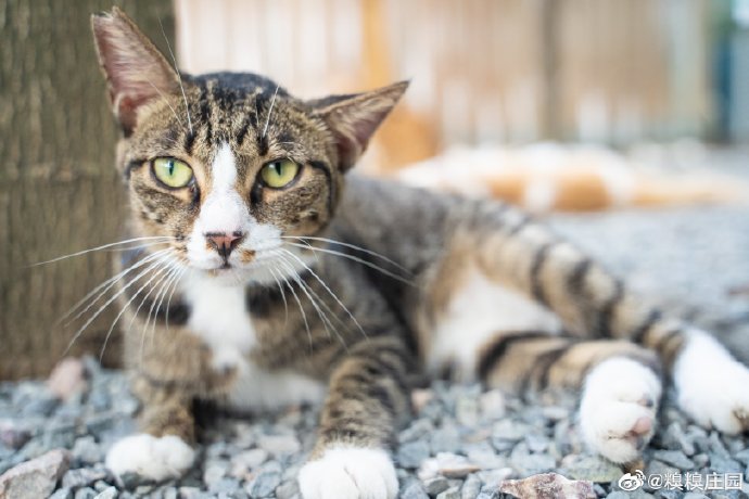 猫图片|宠物猫|猫咪|