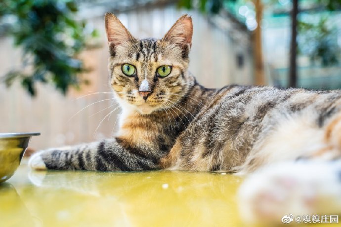 猫图片|宠物猫|猫咪|