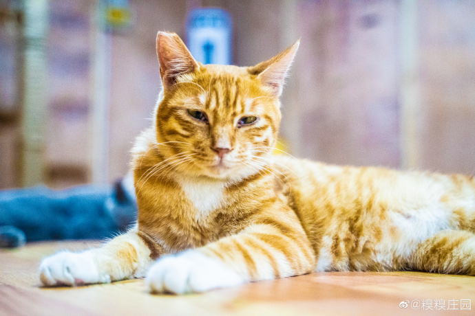 猫图片|宠物猫|猫咪|