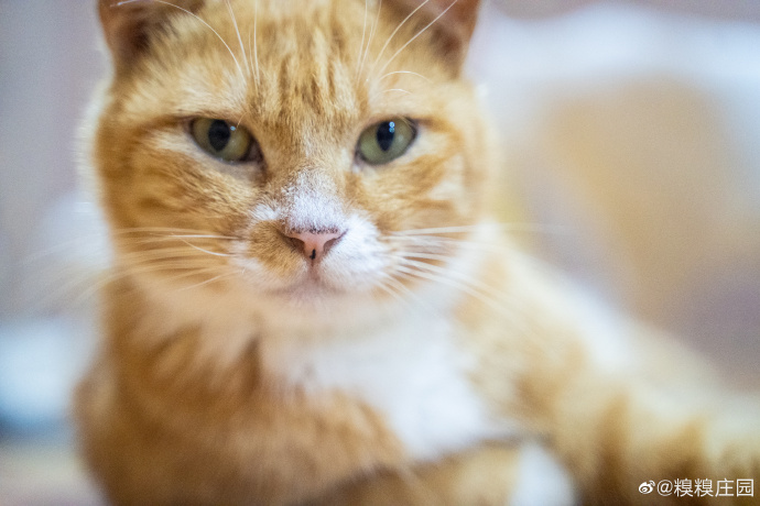 猫图片|宠物猫|猫咪|