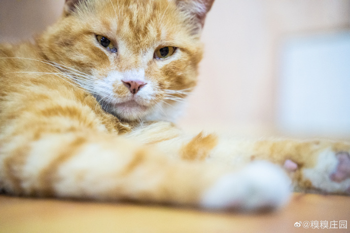 猫图片|宠物猫|猫咪|