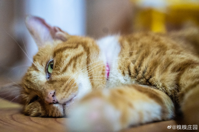 猫图片|宠物猫|猫咪|