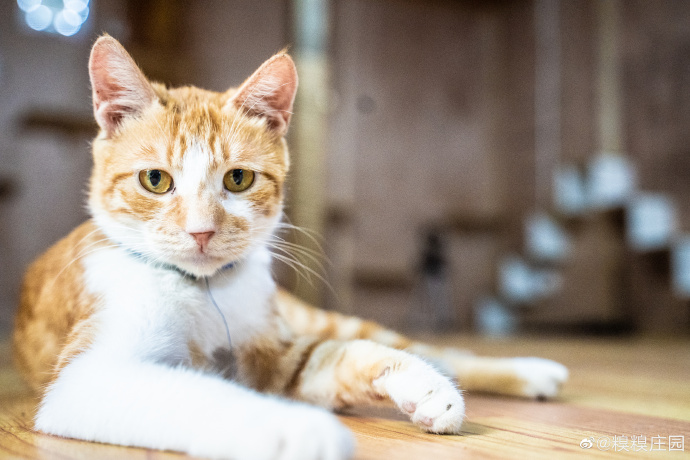 猫图片|宠物猫|猫咪|