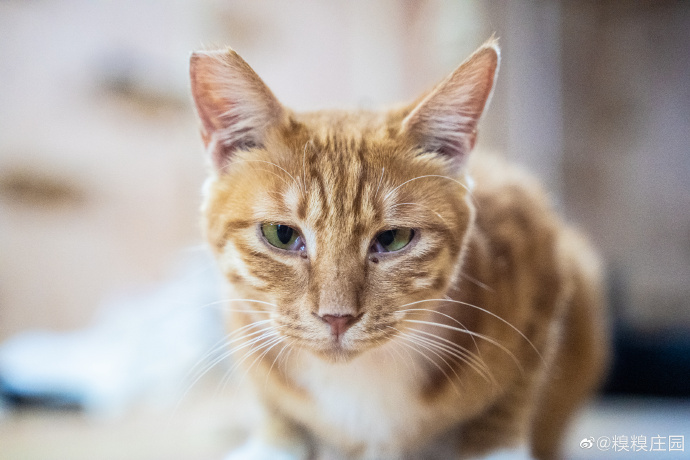 猫图片|宠物猫|猫咪|