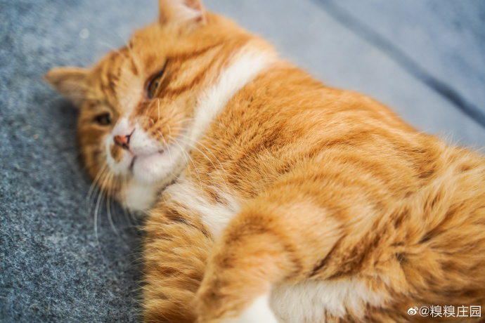 猫图片|宠物猫|猫咪|