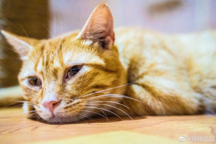 猫图片|宠物猫|猫咪|