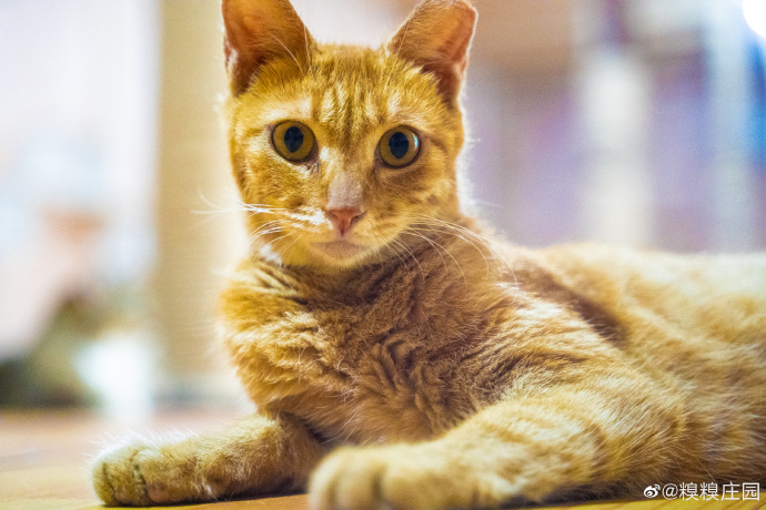 猫图片|宠物猫|猫咪|