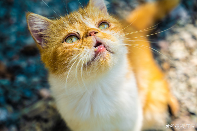 猫图片|宠物猫|猫咪|