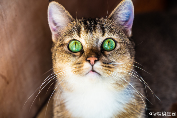 猫图片|宠物猫|猫咪|