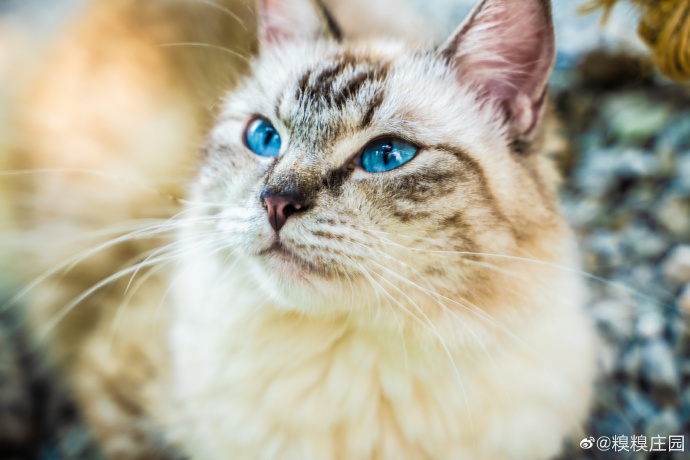 猫图片|宠物猫|猫咪|