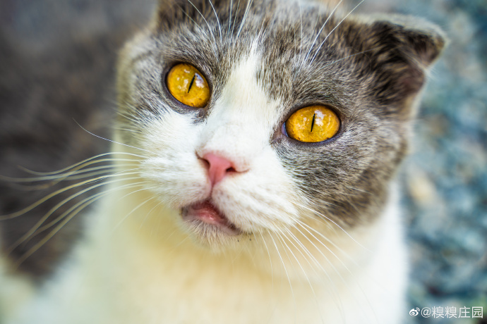 猫图片|宠物猫|猫咪|