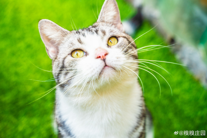 猫图片|宠物猫|猫咪|