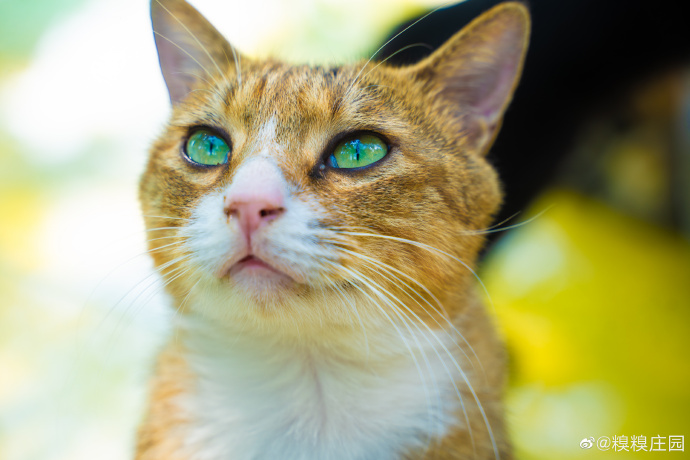 猫图片|宠物猫|猫咪|