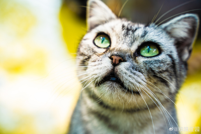 猫图片|宠物猫|猫咪|