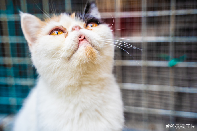 猫图片|宠物猫|猫咪|