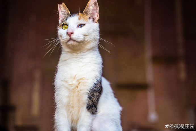 猫图片|宠物猫|猫咪|