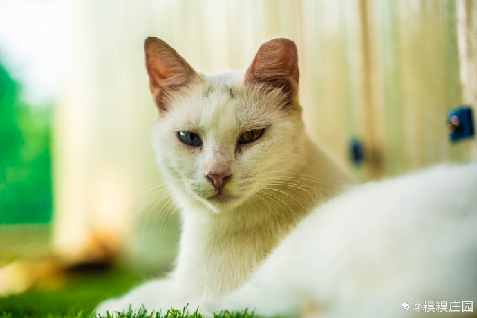 猫图片|宠物猫|猫咪|