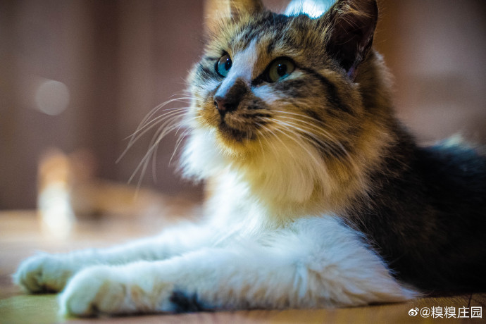 猫图片|宠物猫|猫咪|