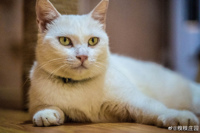 猫图片|宠物猫|猫咪|