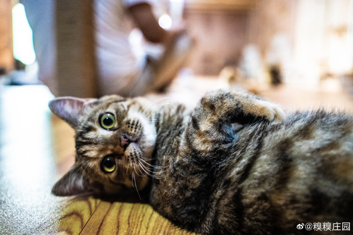 猫图片|宠物猫|猫咪|