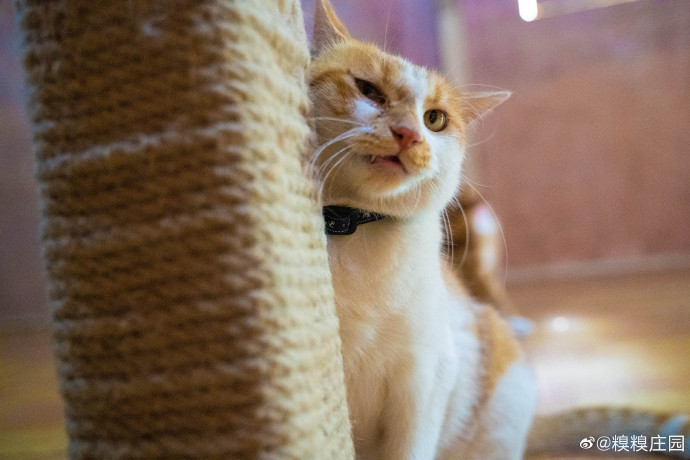 猫图片|宠物猫|猫咪|