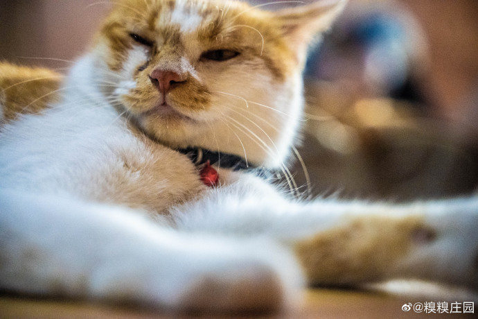 猫图片|宠物猫|猫咪|