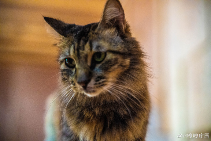 猫图片|宠物猫|猫咪|