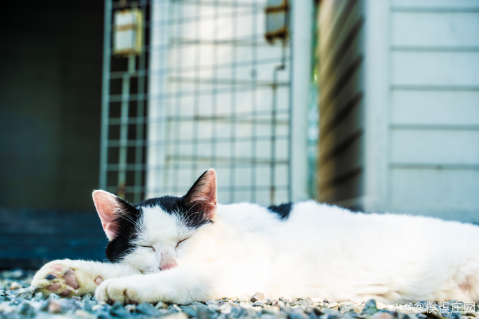 猫图片|宠物猫|猫咪|