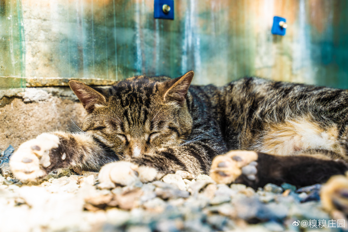 猫图片|宠物猫|猫咪|