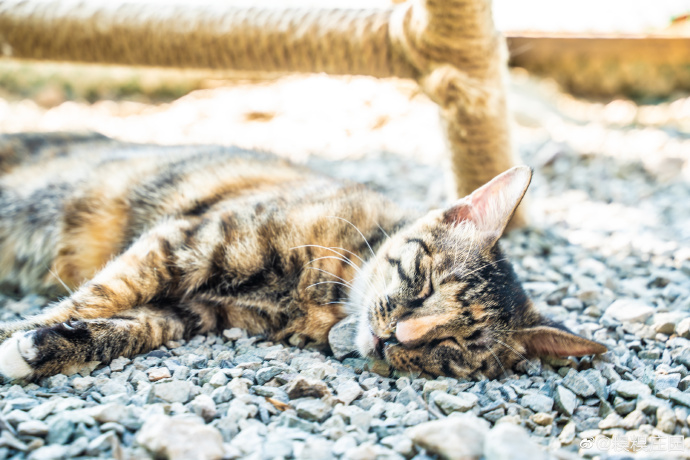 猫图片|宠物猫|猫咪|