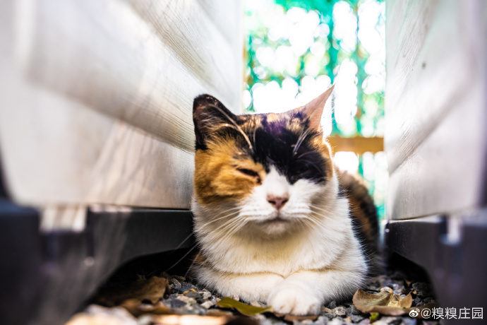 猫图片|宠物猫|猫咪|