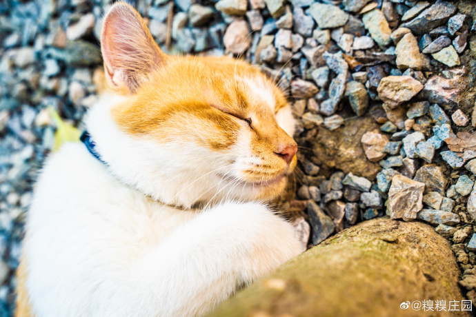 猫图片|宠物猫|猫咪|