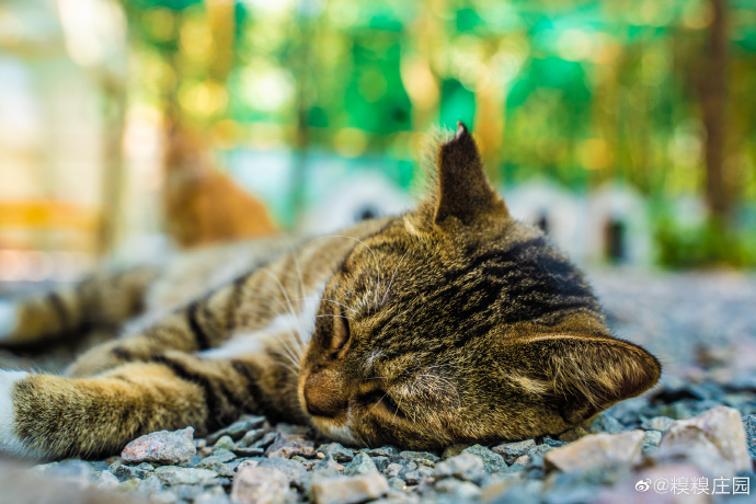 猫图片|宠物猫|猫咪|