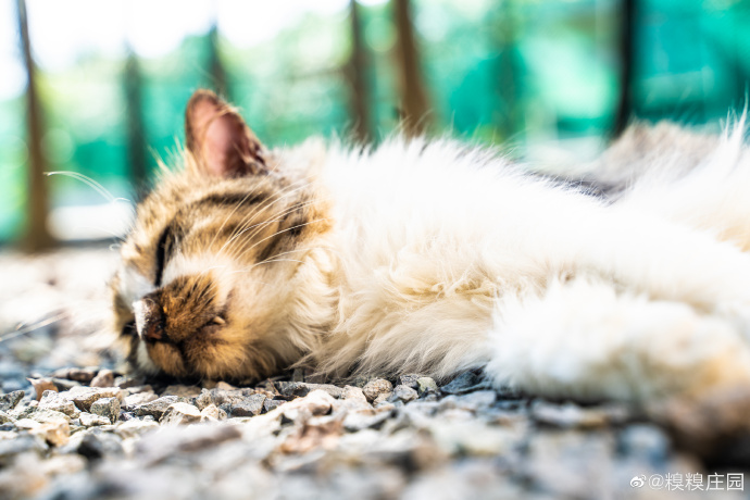 猫图片|宠物猫|猫咪|