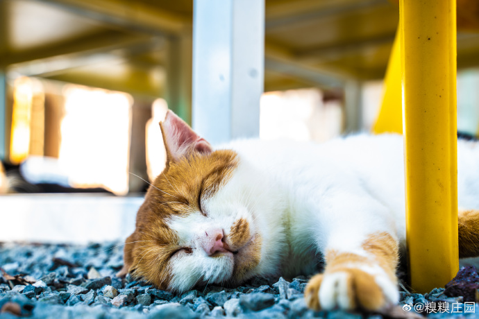 猫图片|宠物猫|猫咪|