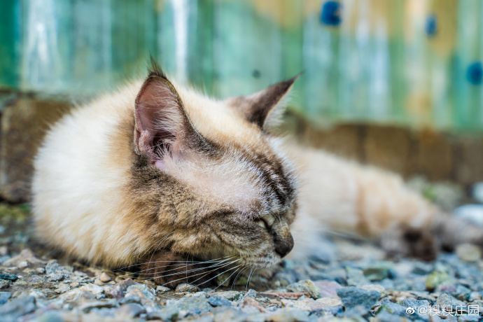 猫图片|宠物猫|猫咪|