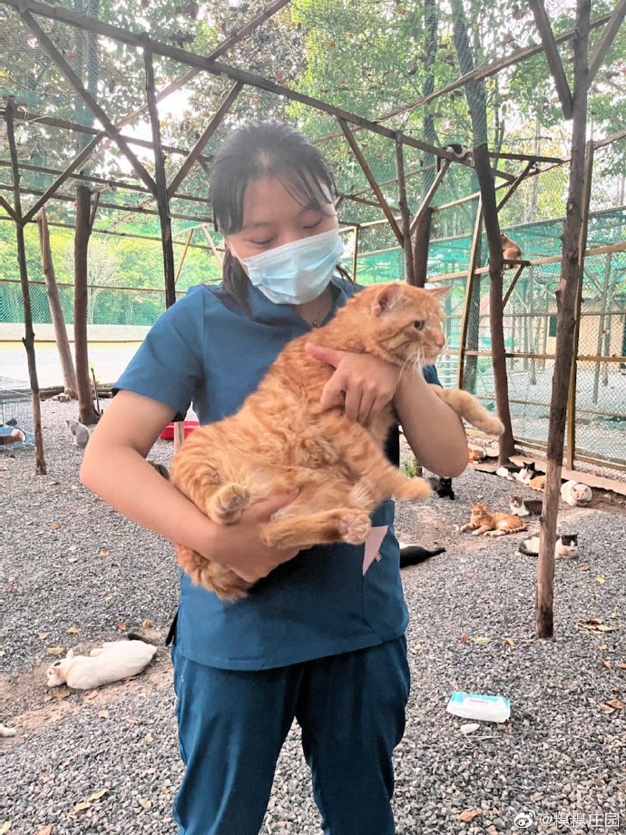 猫图片|宠物猫|猫咪|