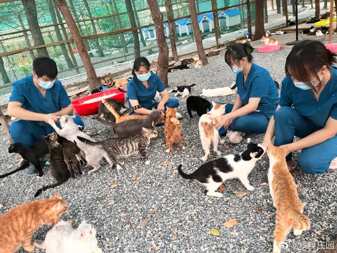 猫图片|宠物猫|猫咪|