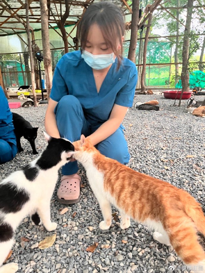 猫图片|宠物猫|猫咪|