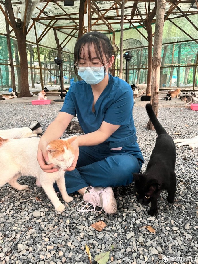 猫图片|宠物猫|猫咪|