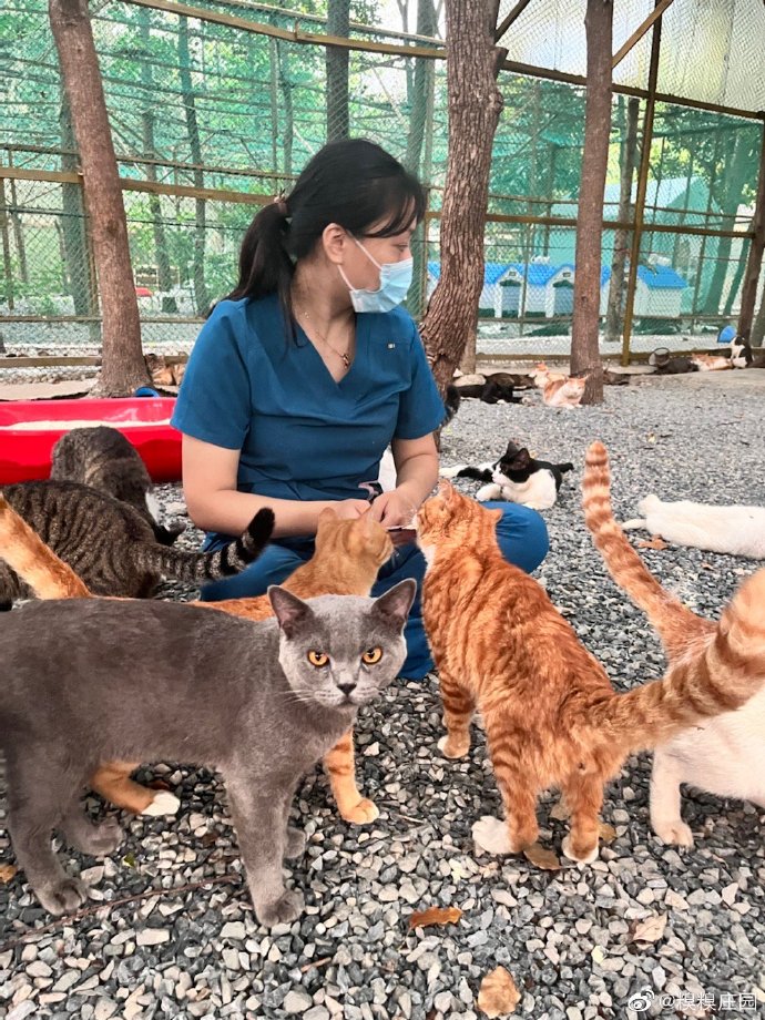 猫图片|宠物猫|猫咪|