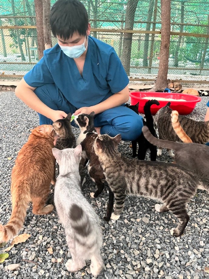 猫图片|宠物猫|猫咪|