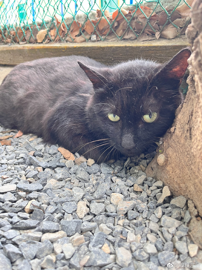 猫图片|宠物猫|猫咪|