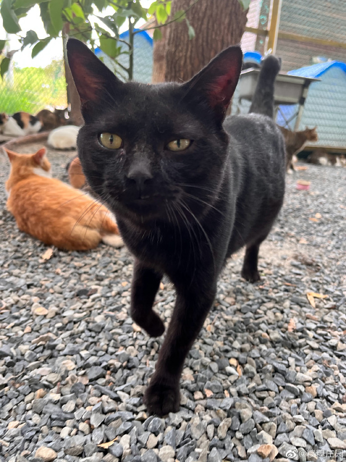 猫图片|宠物猫|猫咪|