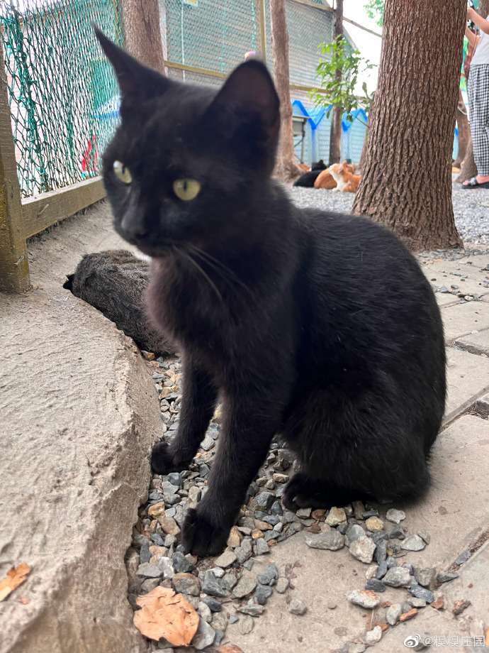 猫图片|宠物猫|猫咪|