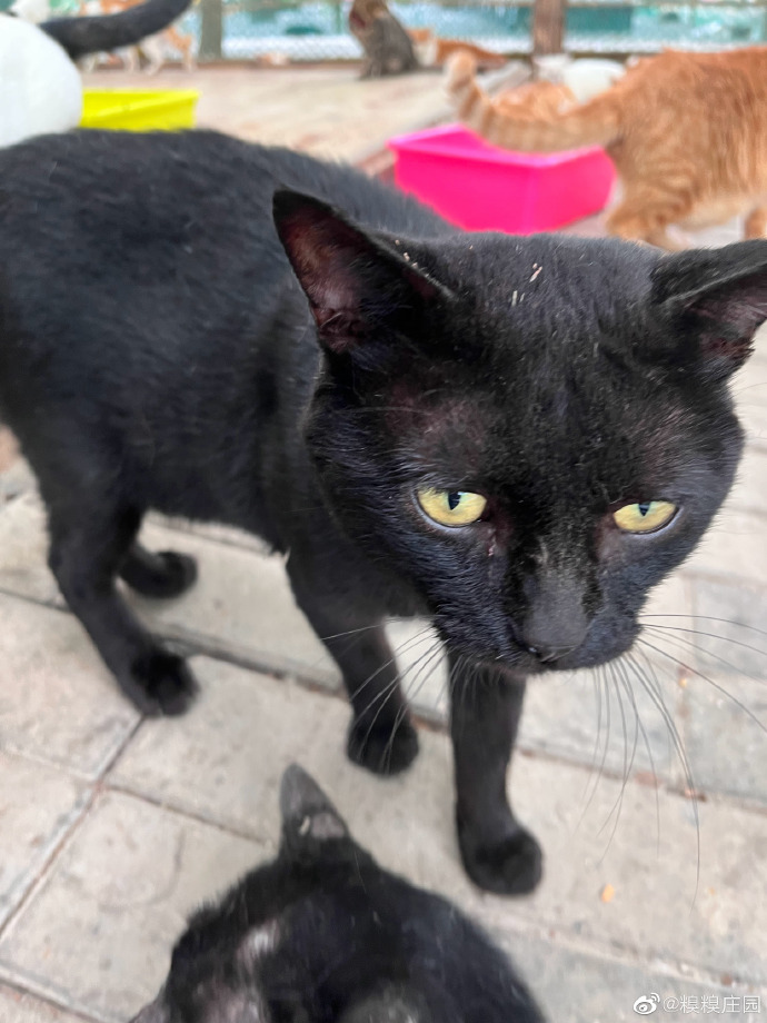 猫图片|宠物猫|猫咪|