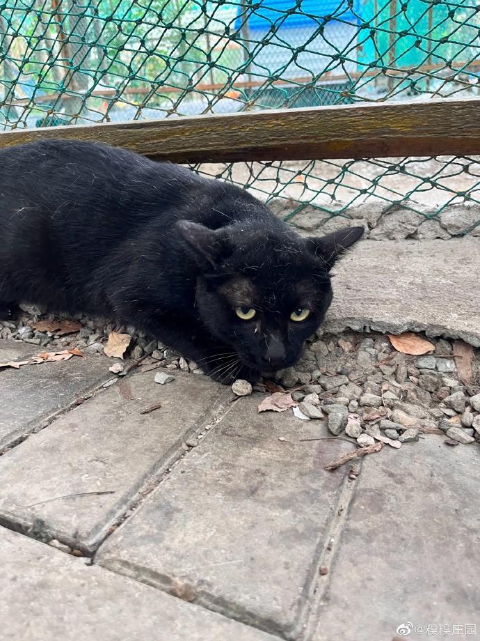 猫图片|宠物猫|猫咪|