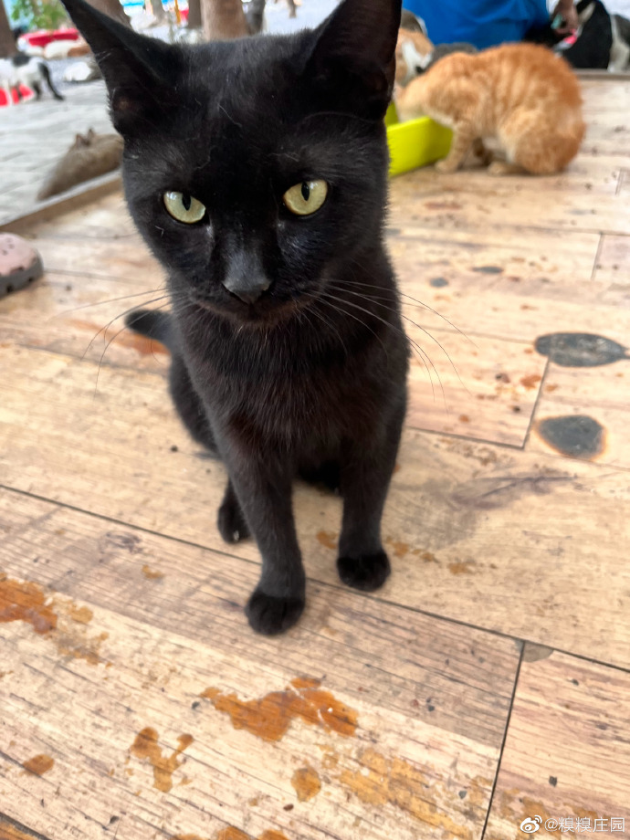 猫图片|宠物猫|猫咪|